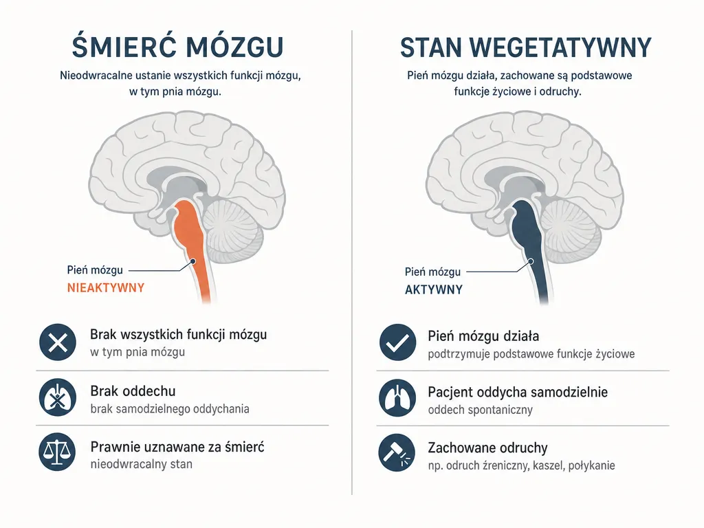 Diagram porównujący śmierć mózgu ze stanem wegetatywnym