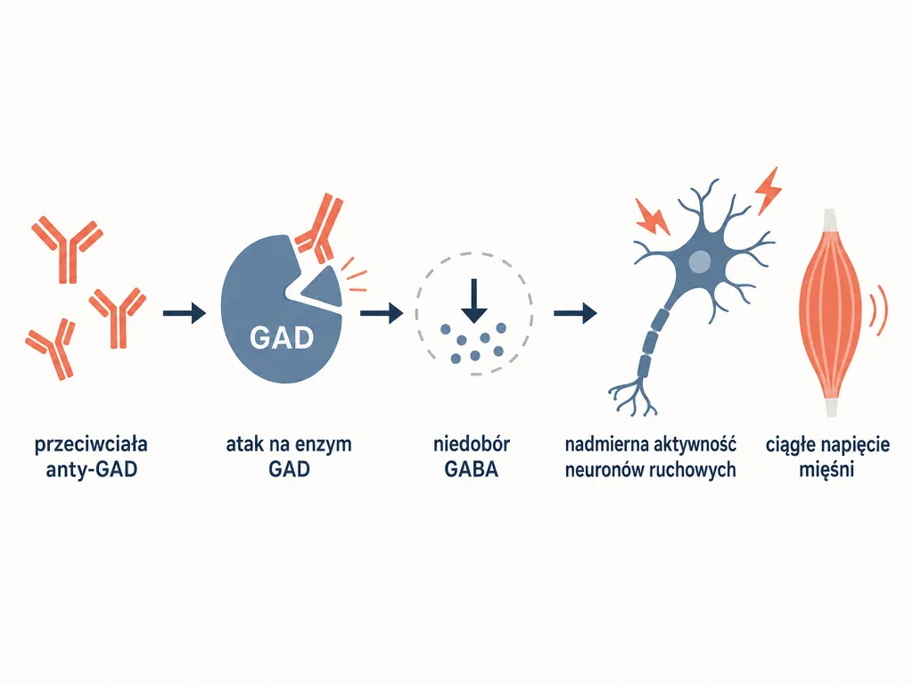 Diagram mechanizmu autoimmunologicznego zespołu sztywnego człowieka: od przeciwciał anty-GAD przez niedobór GABA do napięcia mięśni