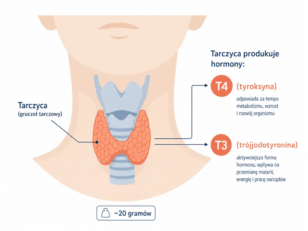 Diagram anatomiczny tarczycy w kształcie motyla z opisem hormonów T4 i T3