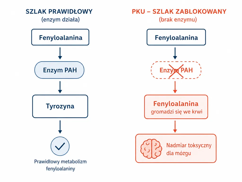 Diagram wyjaśniający mechanizm fenyloketonurii - brak enzymu PAH powodujący nagromadzenie fenyloalaniny toksycznej dla mózgu