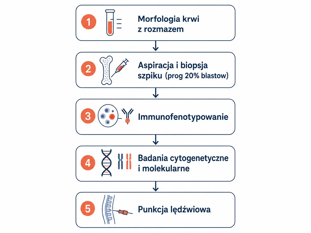 Diagram przedstawiający pięć etapów diagnostyki ostrej białaczki limfoblastycznej od morfologii krwi po punkcję lędźwiową