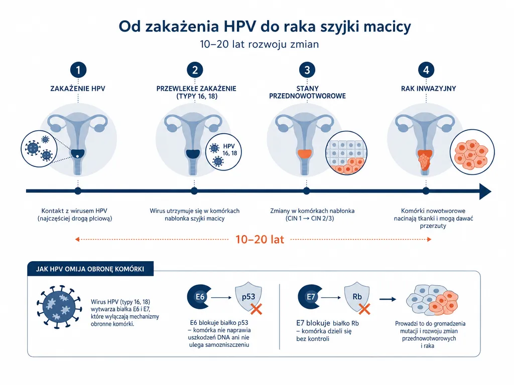 Diagram osi czasu progresji zakażenia HPV do raka szyjki macicy w ciągu 10 do 20 lat